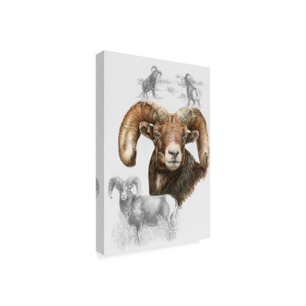 Barbara Keith 'Big Horn Sheep' Canvas Art,12x19